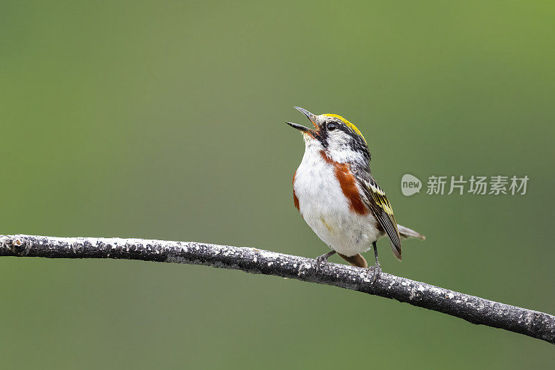 栗子边的莺，宾夕法尼亚的setophaga pensylvanica，鸟栖息